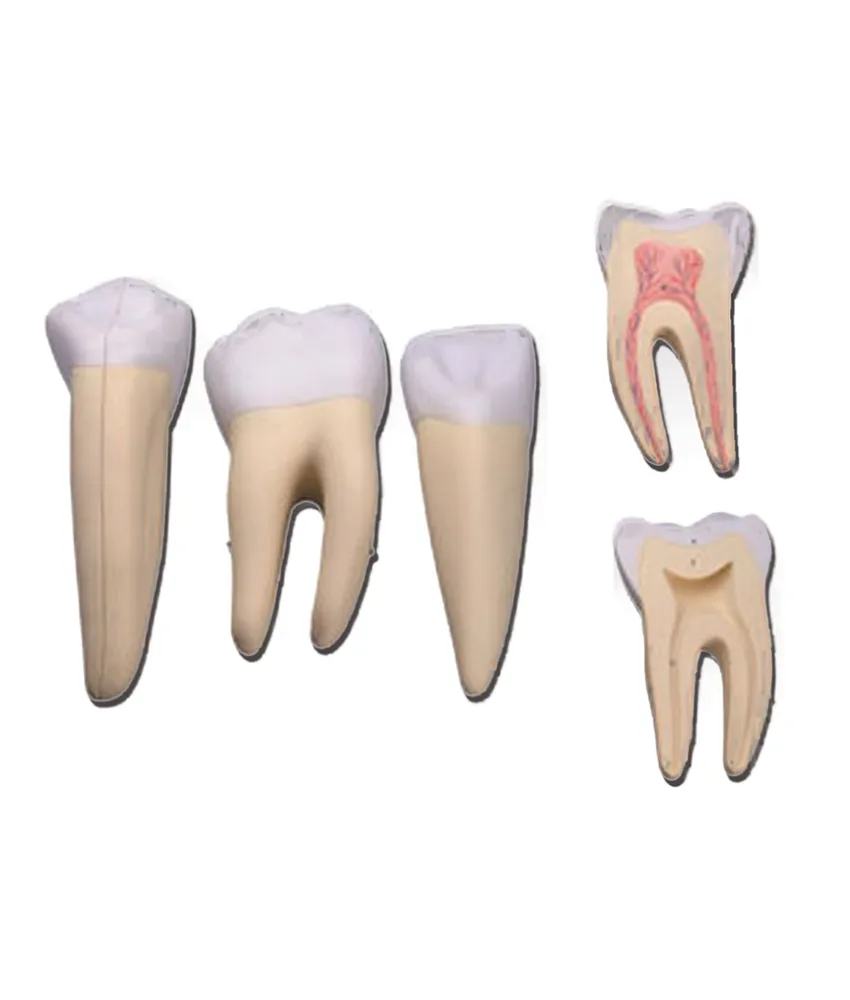 Set 3 denti, 33 x33 x h 11 cm