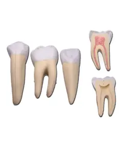 Set 3 denti