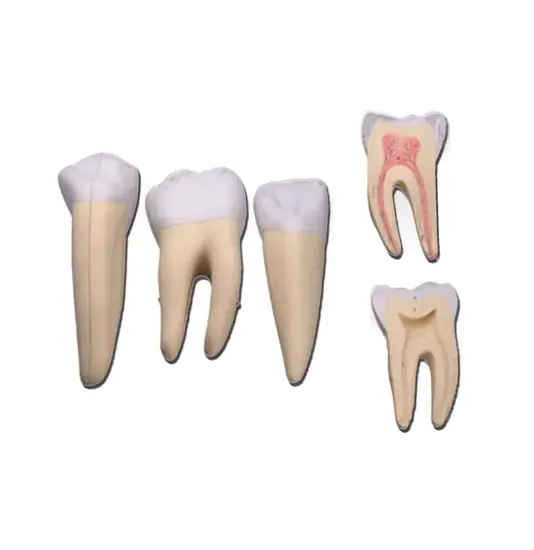 Set 3 denti