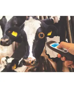 Termometro Visiofocus veterinario