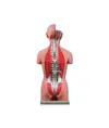 Torso due sessi schiena aperta