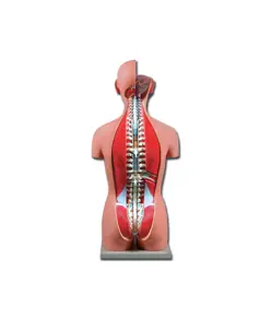 Torso due sessi schiena aperta