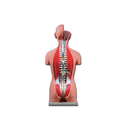 Torso due sessi schiena aperta
