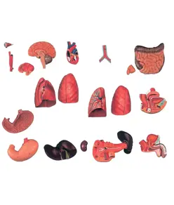 Torso muscolare schiena aperta