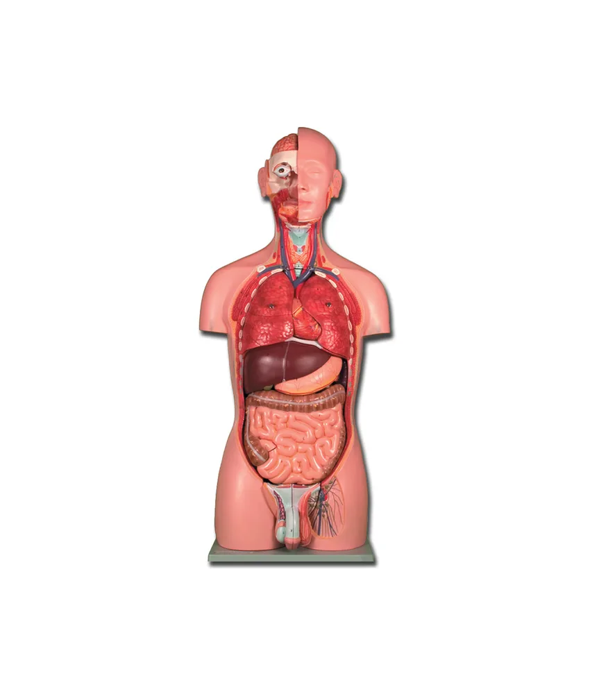 Torso due sessi, 23 x 33 x h 90 cm