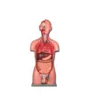Torso due sessi