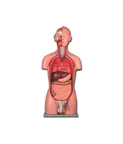 Torso due sessi