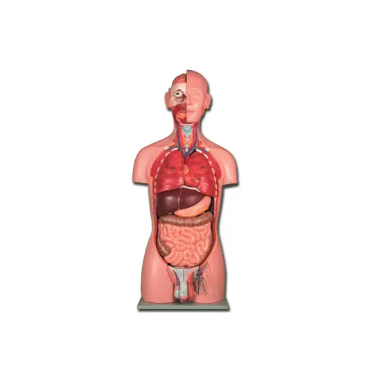 Torso due sessi