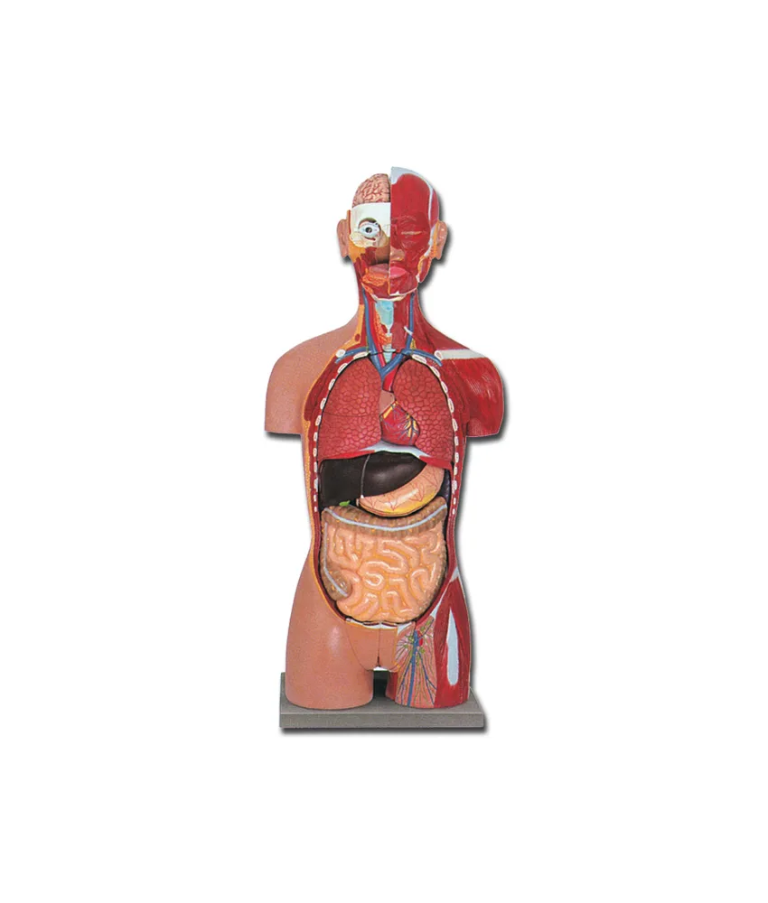 Torso muscolare schiena aperta, 23 x 33x h 90 cm