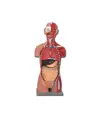 Torso muscolare schiena aperta