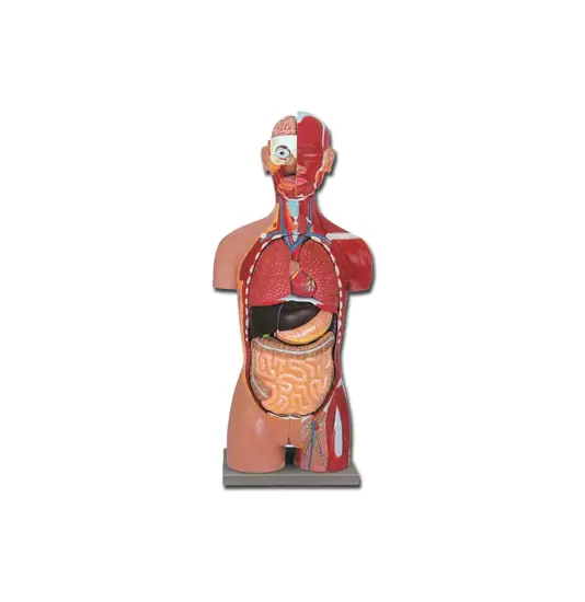 Torso muscolare schiena aperta