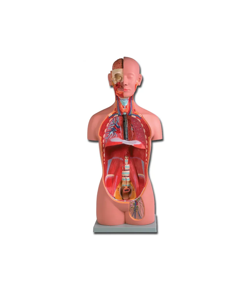 Torso unisex, 23 x 33 x h 90 cm