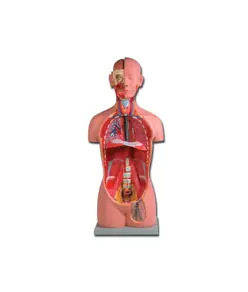 Torso unisex