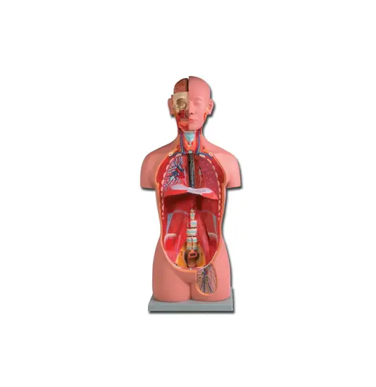 Torso unisex