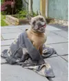 Asciugamano grande in spugna jacquard per cani Home & Living