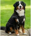 Giacca di jeans per cani Portman & Pooch