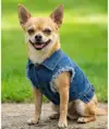 Giacca di jeans per cani Portman & Pooch